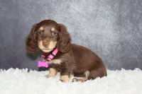 Pink collar , a female Miniature Dachshund for sale in Independence, IA – 3 of 8
