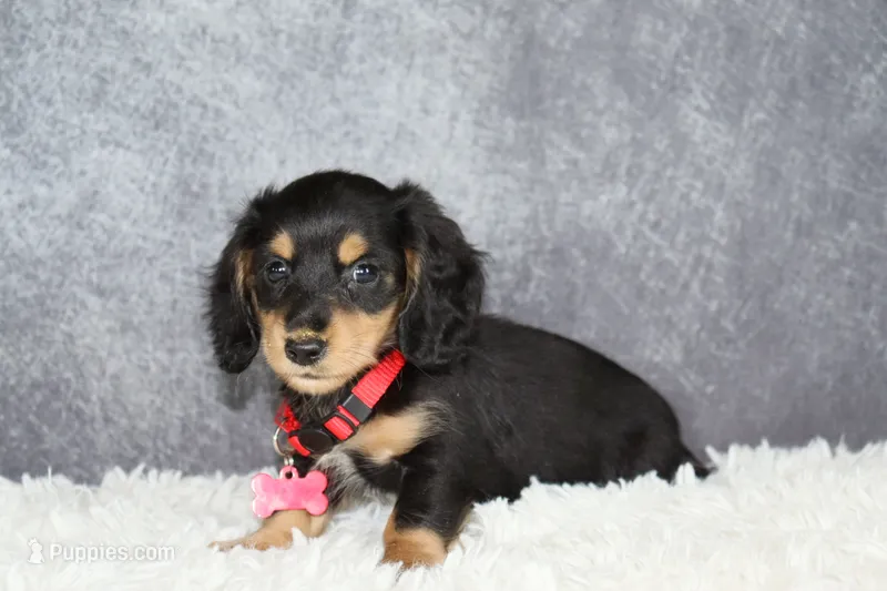 Red collar – Miniature Dachshund puppy for sale in Independence, IA