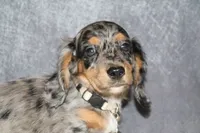 Snickers, a male Miniature Dachshund for sale in Independence, IA – 2 of 8