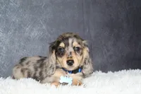 River , a male Miniature Dachshund for sale in Independence, IA – 3 of 9