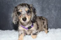 Clover , a female Miniature Dachshund for sale in Independence, IA – 4 of 10