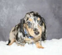 Milky way, a male Miniature Dachshund for sale in Independence, IA – 2 of 6