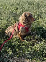 Arlo, a male Miniature Dachshund for sale in Independence, IA – 8 of 8