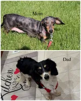 Milo, a male Miniature Dachshund for sale in Independence, IA – 5 of 5