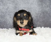 Red collar, a male Miniature Dachshund for sale in Independence, IA – 2 of 9