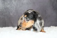 Milky way, a male Miniature Dachshund for sale in Independence, IA – 4 of 6