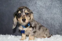 River , a male Miniature Dachshund for sale in Independence, IA – 5 of 9