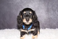 Blue collar, a male Miniature Dachshund for sale in Independence, IA – 3 of 5