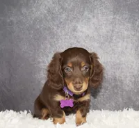 Purple collar, a female Miniature Dachshund for sale in Independence, IA – 3 of 8