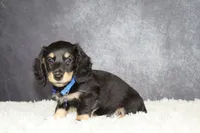 Blue collar, a male Miniature Dachshund for sale in Independence, IA – 4 of 5
