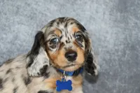 Daisy, a female Miniature Dachshund for sale in Independence, IA – 3 of 8