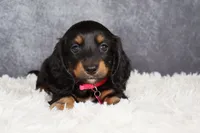 Jasmine , a female Miniature Dachshund for sale in Independence, IA – 1 of 8