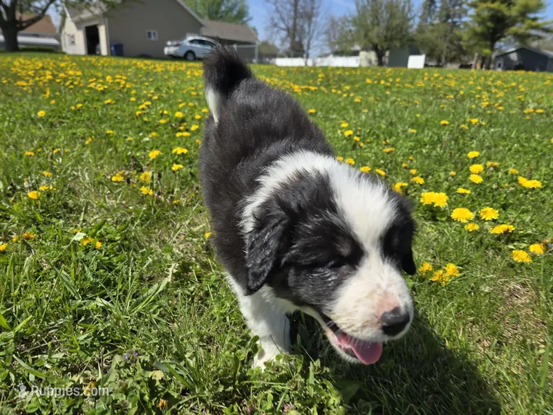 Leo – Australian Shepherd, Great Pyrenees puppy for sale in Vinton, IA