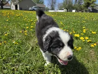Leo, a male Australian Shepherd and Great Pyrenees for sale in Vinton, IA – 1 of 2