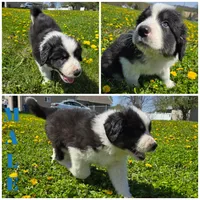 Leo, a male Australian Shepherd and Great Pyrenees for sale in Vinton, IA – 2 of 2