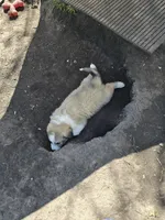 Ivan, a female Australian Shepherd and Great Pyrenees for sale in Vinton, IA – 5 of 5