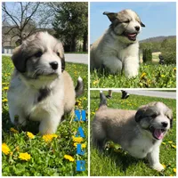 Ivan, a female Australian Shepherd and Great Pyrenees for sale in Vinton, IA – 4 of 5