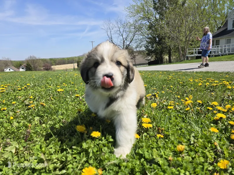 Ivan – Australian Shepherd, Great Pyrenees puppy for sale in Vinton, IA