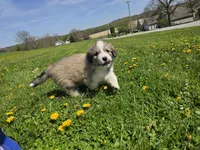Ivan, a female Australian Shepherd and Great Pyrenees for sale in Vinton, IA – 3 of 5