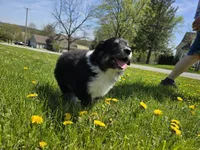 Oreo, a female Australian Shepherd and Great Pyrenees for sale in Vinton, IA – 2 of 5