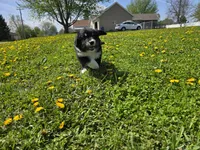 Oreo, a female Australian Shepherd and Great Pyrenees for sale in Vinton, IA – 3 of 5