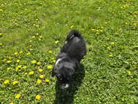 Oreo, a female Australian Shepherd and Great Pyrenees for sale in Vinton, IA – 5 of 5