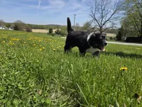 Oreo, a female Australian Shepherd and Great Pyrenees for sale in Vinton, IA – 1 of 5
