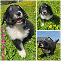 Oreo, a female Australian Shepherd and Great Pyrenees for sale in Vinton, IA – 4 of 5