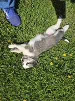 Min, a female Australian Shepherd and Great Pyrenees for sale in Vinton, IA – 4 of 5