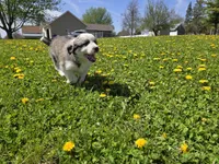 Min, a female Australian Shepherd and Great Pyrenees for sale in Vinton, IA – 3 of 5