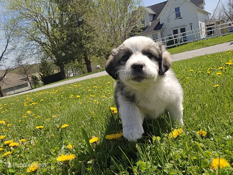 Min – Australian Shepherd, Great Pyrenees puppy for sale in Vinton, IA