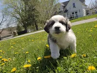 Min, a female Australian Shepherd and Great Pyrenees for sale in Vinton, IA – 1 of 5