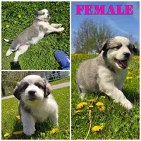Min, a female Australian Shepherd and Great Pyrenees for sale in Vinton, IA – 5 of 5