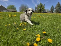 Min, a female Australian Shepherd and Great Pyrenees for sale in Vinton, IA – 2 of 5