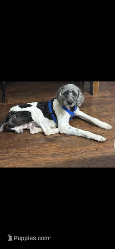 Axle Boone  – Sheepadoodle puppy for sale in Cisco, TX