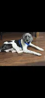 Axle Boone , a male Sheepadoodle for sale in Cisco, TX – 1 of 1