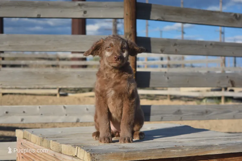 Genesis – Aussiedoodle puppy for sale in Delta, CO
