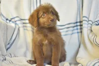 Genesis, a female Aussiedoodle for sale in Delta, CO – Photo 2 of 5