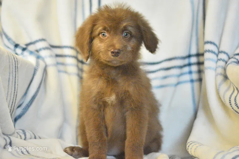 Genesis – Aussiedoodle puppy for sale in Delta, CO