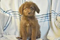 Genesis, a female Aussiedoodle for sale in Delta, CO – Photo 1 of 5