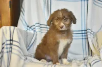Fortune, a female Aussiedoodle for sale in Delta, CO – Photo 1 of 5