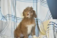 Fortune, a female Aussiedoodle for sale in Delta, CO – Photo 5 of 5