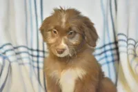 Fortune, a female Aussiedoodle for sale in Delta, CO – Photo 2 of 5
