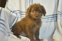 Genesis, a female Aussiedoodle for sale in Delta, CO – Photo 3 of 5