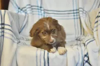 Fortune, a female Aussiedoodle for sale in Delta, CO – Photo 3 of 5