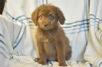 Genesis, a female Aussiedoodle for sale in Delta, CO – Photo 4 of 5