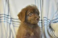 Genesis, a female Aussiedoodle for sale in Delta, CO – Photo 5 of 5