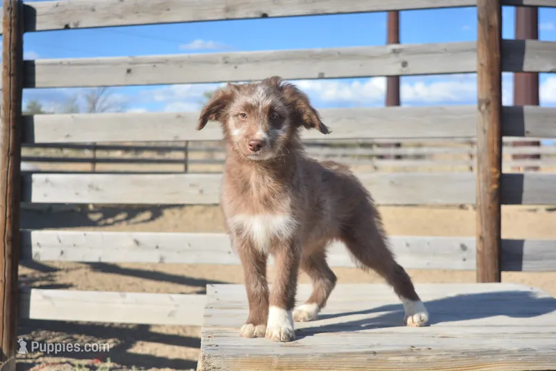 Fortune – Aussiedoodle puppy for sale in Delta, CO