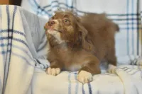 Fortune, a female Aussiedoodle for sale in Delta, CO – Photo 4 of 5