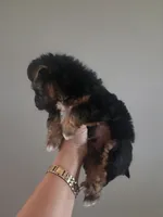 Twix, a male Morkie for sale in Saint Marys, KS – 4 of 8